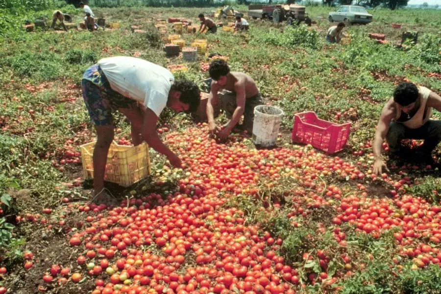 Un momento della raccolta dei pomodori nelle campagne campane in una immagine d\\'archivio , ANSA
