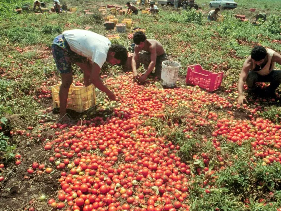Un ragazzo, un campo, un nome dimenticato: perché non si può morire così di lavoro