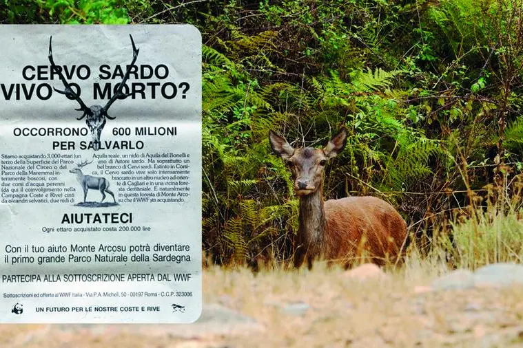 1968, l'avvio di iniziative per salvare specie minacciate come il cervo sardo e per tutelare zone umide