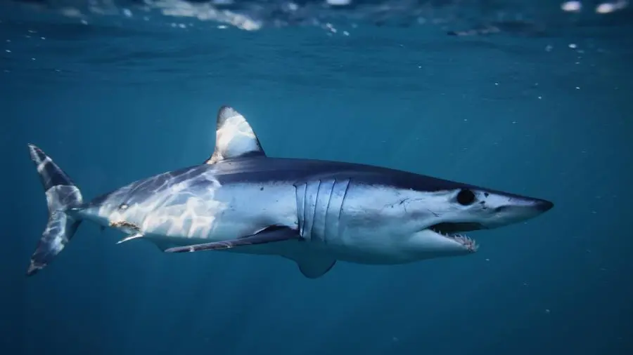 Squalo Mako a Gallipoli: perché l'avvistamento nel Salento è una buona notizia (e non dobbiamo aver paura)