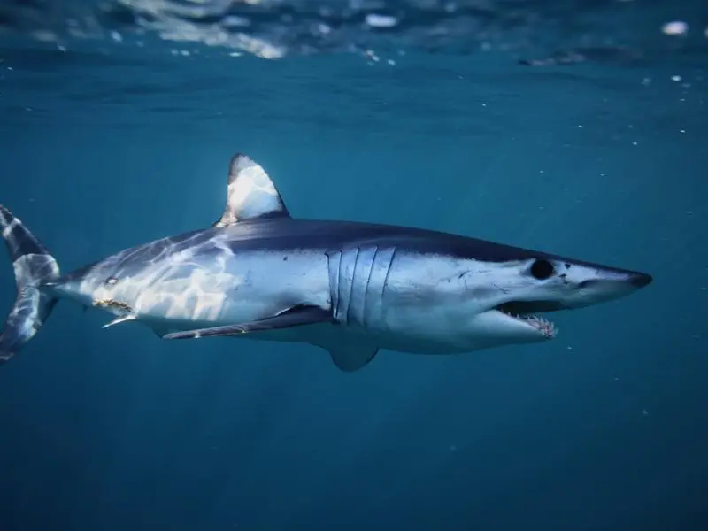 Squalo Mako a Gallipoli: perché l'avvistamento nel Salento è una buona notizia (e non dobbiamo aver paura)