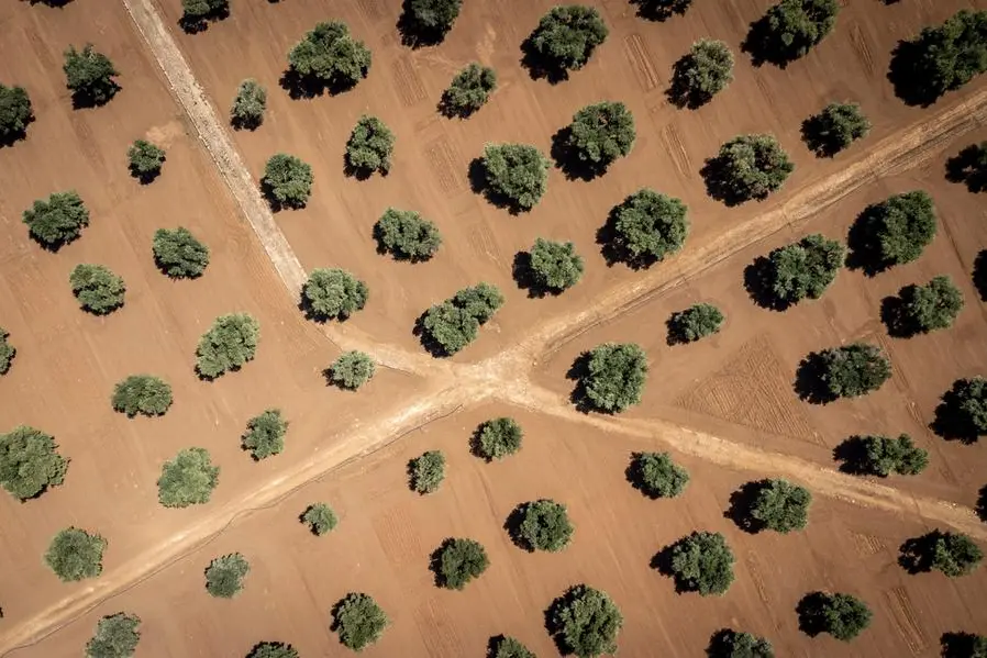 Some olive trees planted in the Salento area