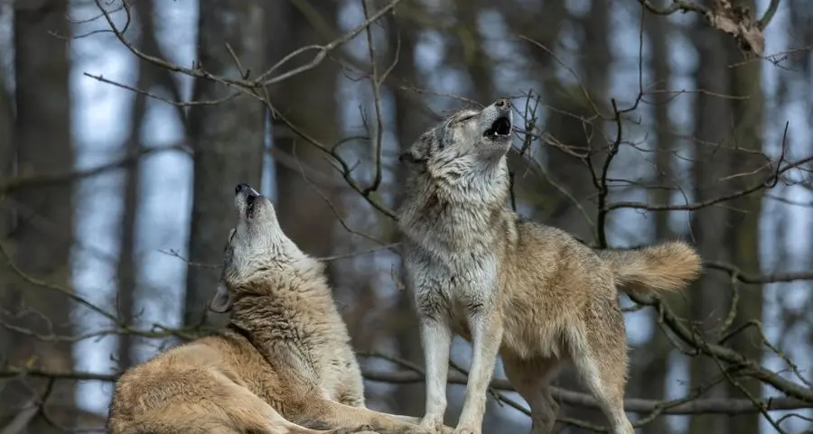 L'addio a Osso e l'ombra dei lupi: Michele Serra riapre il dibattito sulla convivenza tra uomo e natura