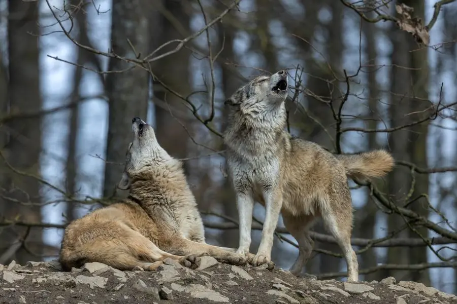 Due lupi in un bosco , Getty Images