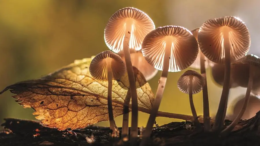 Funghi, i chiodini sono ricchi di vitamina D