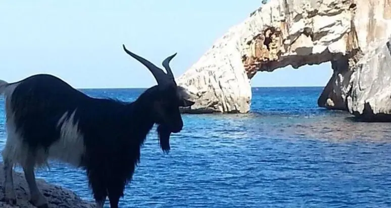 Capri, quando la natura perde l'equilibrio: il paradosso delle capre che divorano il Monte Solaro