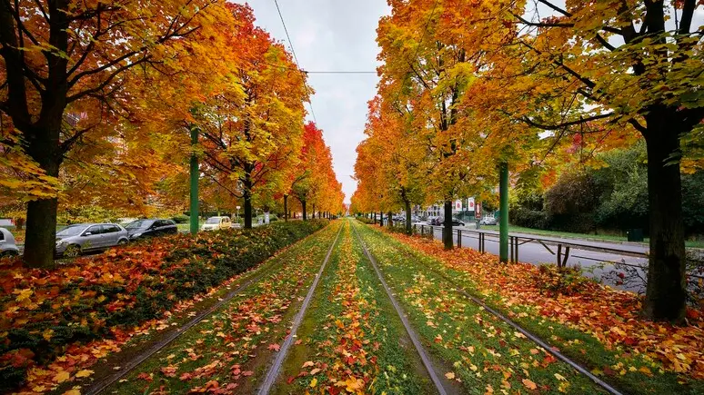 È già autunno ad agosto? Perché gli alberi stanno ingiallendo prima del tempo