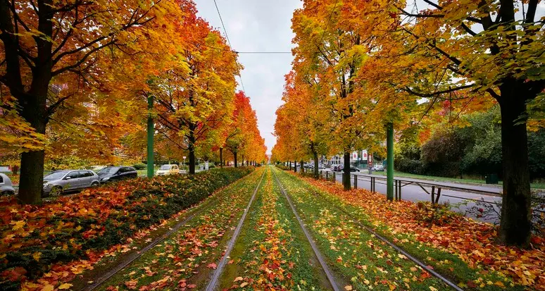 È già autunno ad agosto? Perché gli alberi stanno ingiallendo prima del tempo