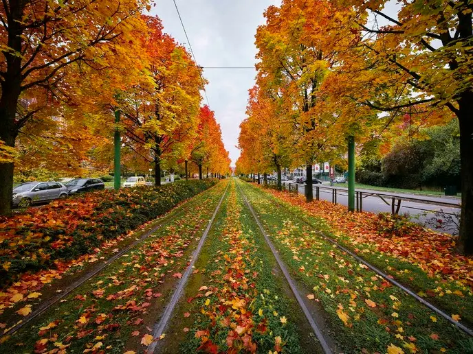 È già autunno ad agosto? Perché gli alberi stanno ingiallendo prima del tempo