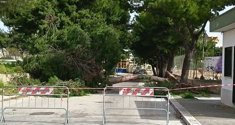 Bisceglie, bambina morta schiacciata da un albero: cosa non funziona nella manutenzione del verde in città?