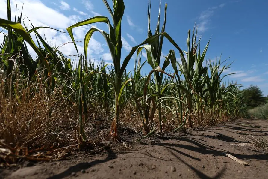 epa13148611 A corn crop in St Helens, Britain, 03 August 2026. The National Farmers' Union (NFU) has warned that prolonged heatwaves and drought could lead to food product shortages. British farmers have started harvesting earlier than normal in an attempt to save failing crops as the country experienced its driest July on record. EPA/ADAM VAUGHAN